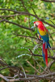 Scarlet Macaw (Ara macao) Colombia