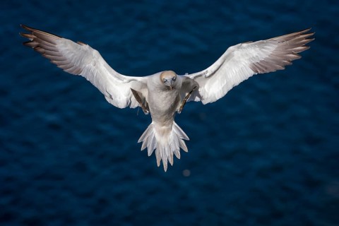 Northern Gannet (Morus bassanus), flying, East Yorkshire, United Kingdom