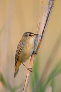 Reed Warbler, (Acrocephalus schoenobaenus) Animals, Birds, Songbirds, Reed Warbler family, Lake
