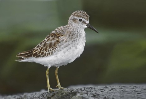 Least Sandpiper (Calidris minutilla), New Jersey, USA