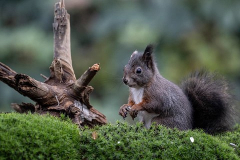 Squirrel (Sciurus vulgaris), Emsland, Lower Saxony, Germany