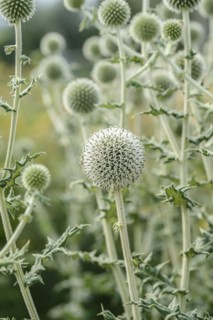 Spherical thistle (Echinops sphaerocephalus), Sarastro Stauden, Ort im Innkreis, Upper Austria,