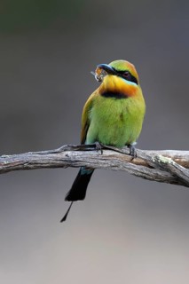 Rainbow Bee-eater (Merops ornatus) male perched on a branch with a bee prey in its beak, Victoria,
