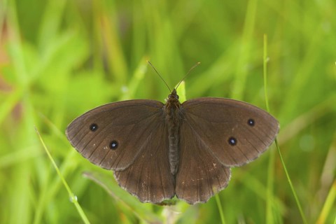 Minois dryas - Dryad - Blauäugiger Waldportier, Germany (Baden-Württemberg), imago