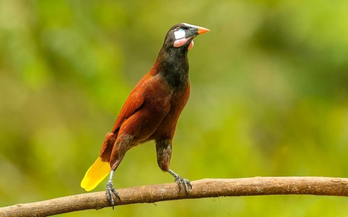 Montezumastirnvogel (Psarocolius montezuma, Syn.: Gymnostinops montezuma)
