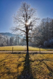 Tree, winter, ice, sun, Bad Feilnbach, Bavaria, Germany