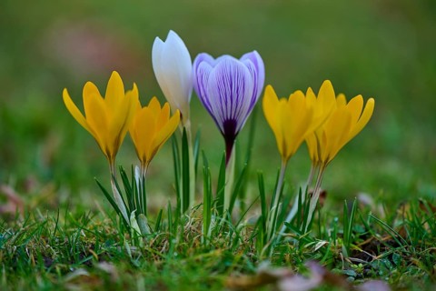 Colourful crocuses in yellow, purple and white in the meadow. Happy spring colors, spring, Bavaria,