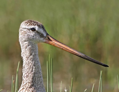 Marbled Godwit (Limosa fedoa), Saskatchewan, Canada