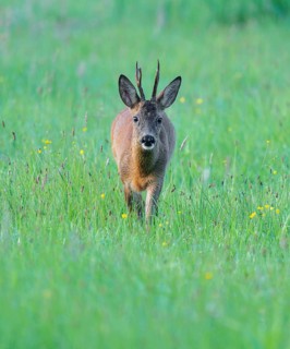 Roe deer (Capreolus capreolus), roebuck running in a meadow, wildlife, Lower Saxony, Germany