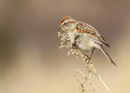 American Tree Sparrow (Spizelloides arborea), Saskatchewan, Canada