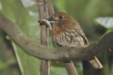 White-whiskered Puffbird (Malacoptila panamensis), Costa Rica