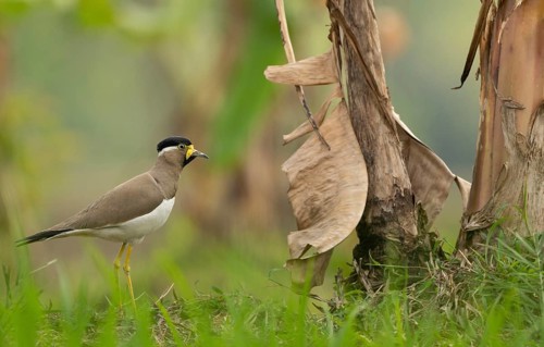 A yellow-wattled lapwing (Vanellus malabaricus), Sreepur, Gazipur, bangladesh