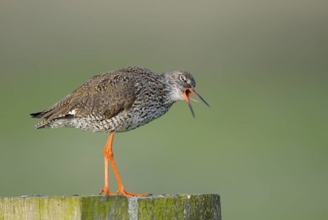 Rotschenkel (Tringa totanus), Redshank, Altvogel auf Sitzwarte, wuergt Speiballen aus, Mai,