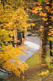 Alley in the spa gardens in autumn, Bad Wildbad, Black Forest, Germany
