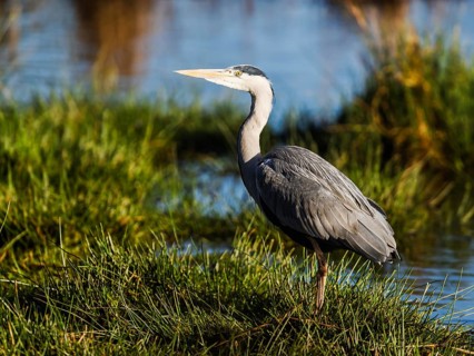 Grey Heron, Ardea cinerea, bird in winter on marshes in winter