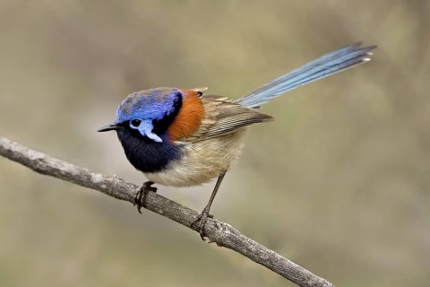 Blue-breasted Fairywren (Malurus pulcherrimus) male, Western Australia, Australia