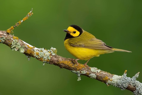 Hooded Warbler (Setophaga citrina) male, Texas, USA