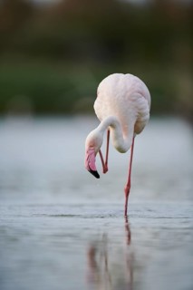Greater Flamingo (Phoenicopterus roseus) walking in the water, Parc Naturel Regional de Camargue,