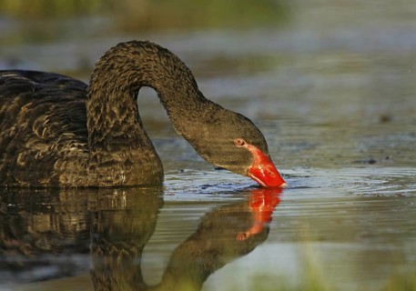 Black Swan (Cygnus atratus), Victoria, Australia