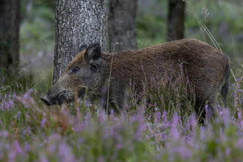 A wild boar (Sus scrofa) in blooming heather, heather blossom, mast year, acorn mast, defensive,