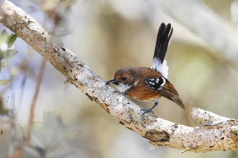 Hawaii Elepaio, Chasiempis sandwichensis