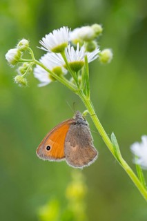 Small heath, Coenonympha pamphilus, Small Heath, Muselievo, ????????? Muselievo, ?????? Pleven,