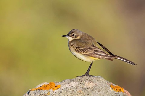 Maskenschaftstelze, Black-headed Yellow Wagtail, Black-headed Wagtail, Motacilla flava feldegg,