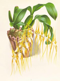 Orchid, Brassia caudata, authentic reproduction of an illustration by Jean Jules Linden (1817 -