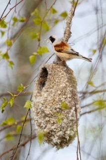 Eurasian Penduline Tit (Remiz pendulinus) male building nest, Poland
