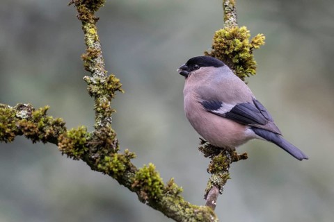 Bullfinch (Pyrrhula pyrrhula), Emsland, Lower Saxony, Germany