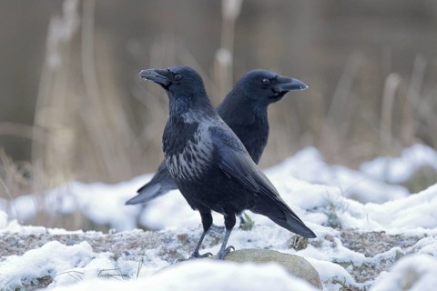 Rabenkrähe lat. Corvus corone, zwei Vögel in Schneelandschaft