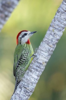 Cuban Green Woodpecker (Xiphidiopicus percussus) perched on a branch in Cuba