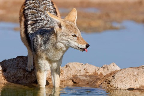 Black-backed jackal (Lupulella mesomelas), adult animal, standing at a waterhole, observing, alert,