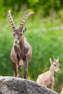 Alpine ibex (Capra ibex), male and female on a rock, Bavaria, Germany