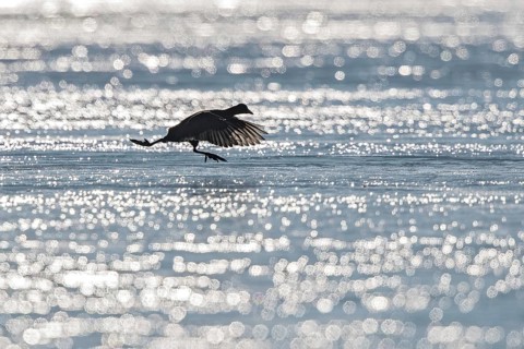 Eurasian Coot (Fulica atra) flying over ice, Bavaria, Germany