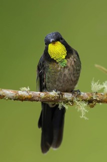 Black-backed Thornbill (Ramphomicron dorsale) perched on a branch in the mountains of Colombia,