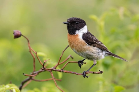 European Stonechat (Saxicola rubicola) male perched on a branch, Poland