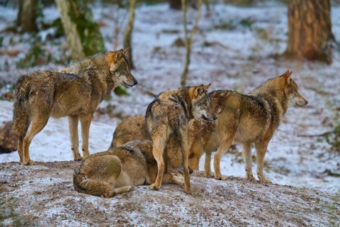 A group of wolves standing and lying in a snowy forest, Winter, Wolf (Canis lupus), Germany