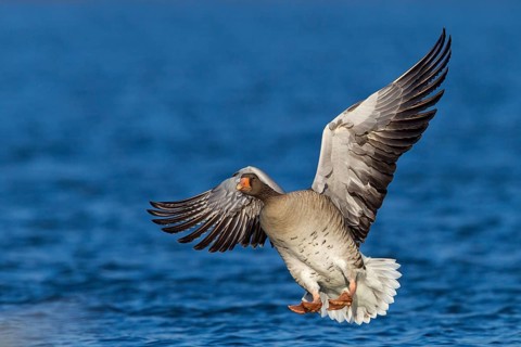 Grey goose, (Anser anser), animals, birds, goose, geese, field geese, family of ducks, flight