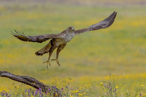 Bonelli's eagle (Aquila fasciata), in flight, Andalusia, Spain