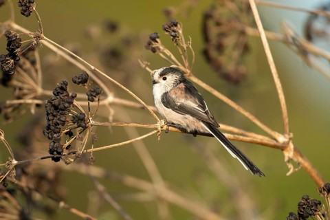 Long tailed tit (Aegithalos caudatus) adult bird on a hogweed plant seedhead, Suffolk, England,
