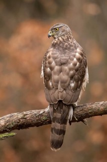 Northern Goshawk (Accipiter gentilis) juvenile, Utrecht, Netherlands