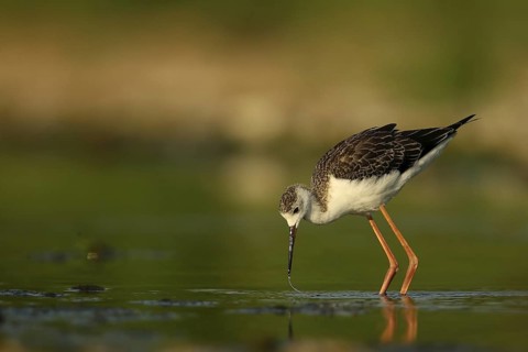 Black-winged Stilt (Himantopus himantopus) juvenile foraging, Piedmont, Italy