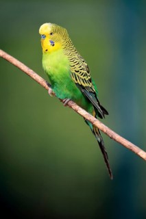 Budgerigar (Melopsittacus undulatus), adult, male, in perch, Australia