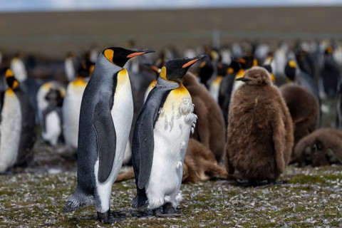 King penguins (Aptenodytes patagonicus), two adult birds during moult, in the background young