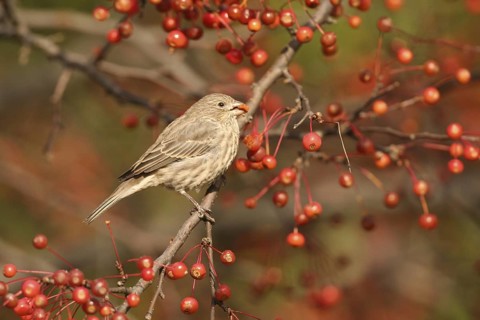 House Finch (Haemorhous mexicanus), Ohio, USA