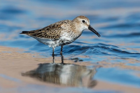 Dunlin (Calidris alpina) foraging, Eilat, Israel
