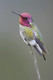 Anna's Hummingbird (Calypte anna), British Columbia, Canada