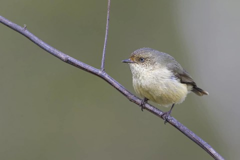 Buff-rumped Thornbill (Acanthiza reguloides), Victoria, Australia