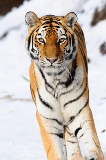 Siberian tiger (Panthera tigris altaica) standing in the snow, captive, occurrence Russia